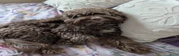 Cockapoo dogs for sale: Meet Rocket a 2 Year Old Cockerpoo  - Advert 1