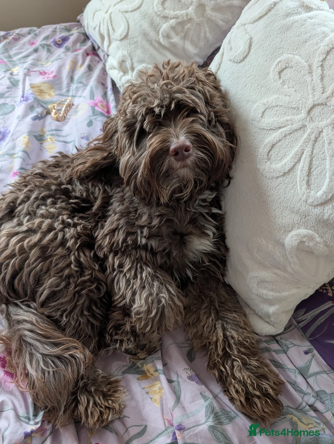 Cockapoo dogs for sale: Meet Rocket a 2 Year Old Cockerpoo  - Advert 1