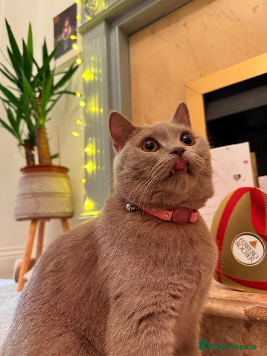 British Shorthair cats for sale: Looking for a new home. in South Shields - Advert 3