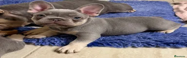 French Bulldog Puppy 1