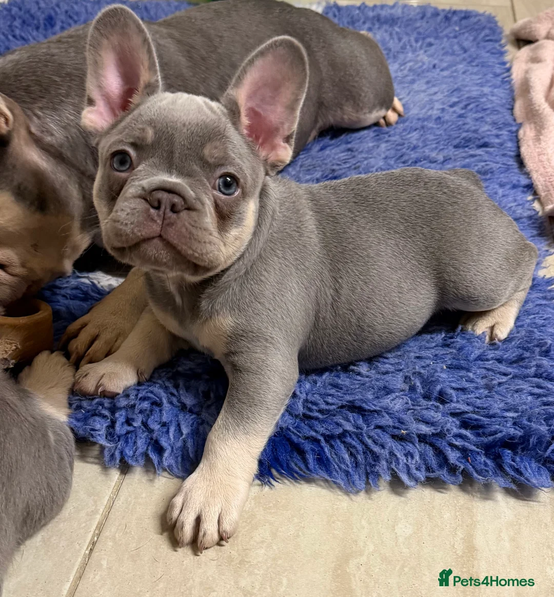 French Bulldog dogs for sale: French bulldog Puppy  in Hook - Advert 2