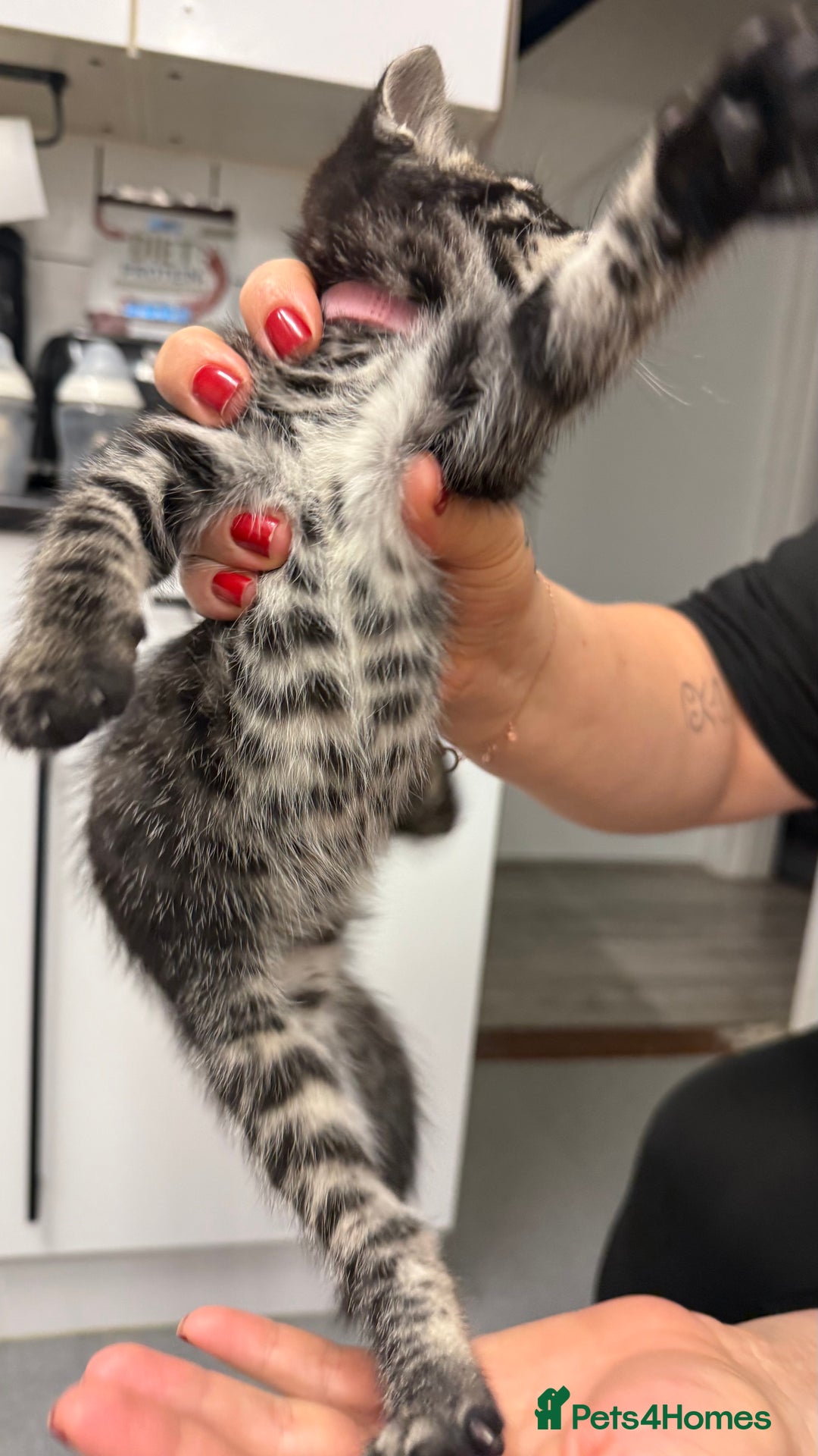 Mixed Breed cats for sale: Mixed bengal kittens - Advert 38