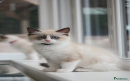 Ragdoll cats for sale: 🐈✨ Tica Registered Ragdoll Kittens in Tamworth - Image 8