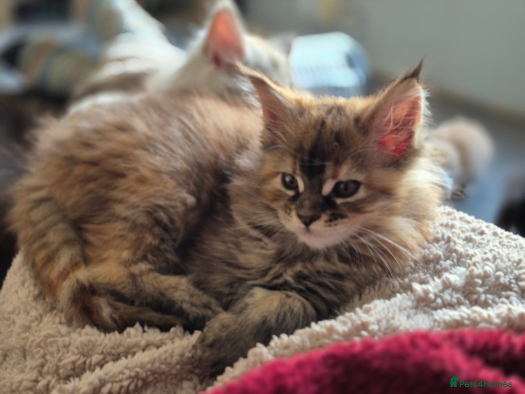 Maine Coon cats for sale: Beautiful kittens available  in January  - Advert 9