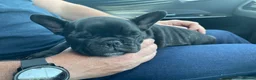French Bulldog dogs for sale: Brindle female kennel club reg adult available  - Advert 23