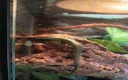 Skink reptiles for sale: EMERALD TREE SKINKS - Image 2
