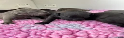 Staffordshire Bull Terrier dogs for sale: Kc Staffordshire bull terrier  - Advert 8