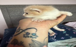 Mixed Breed cats for sale: Kittens  - Image 7
