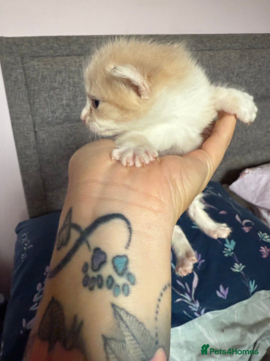 Mixed Breed cats for sale: Kittens  - Image 7