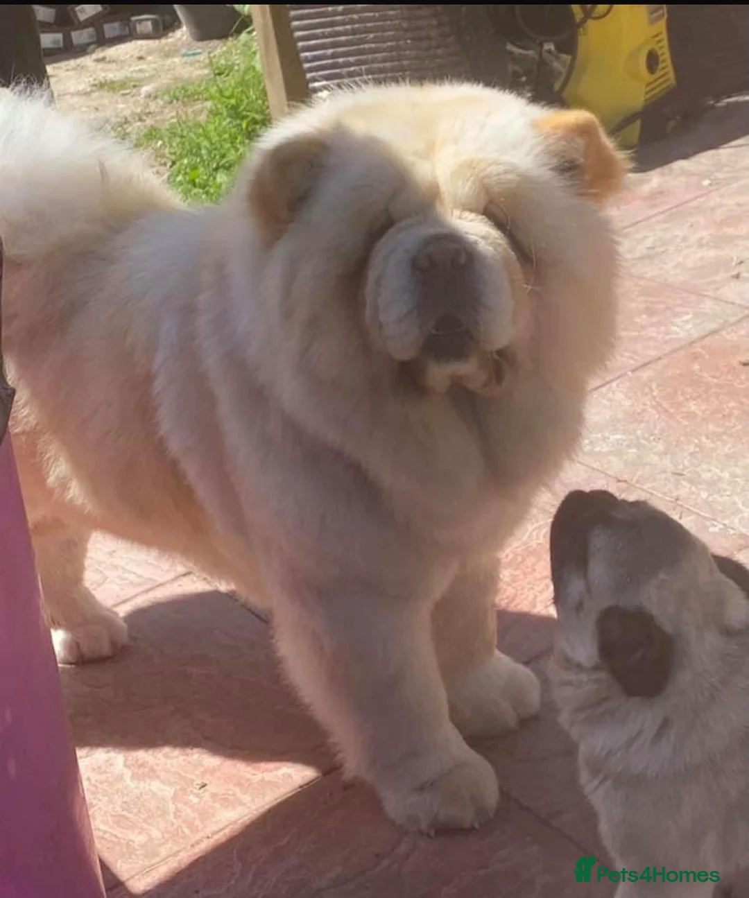 Mixed Breed dogs for sale: Chow Pom Puppy For Sale  - Advert 6