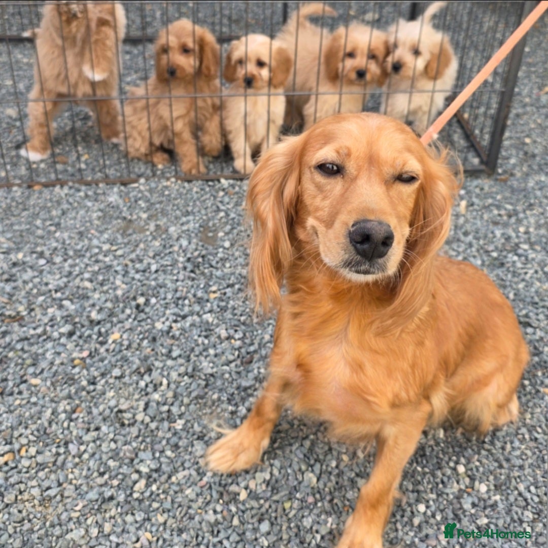 Cockapoo dogs for sale: Adorable cockapoo pups ready to go 🐶 - Image 38