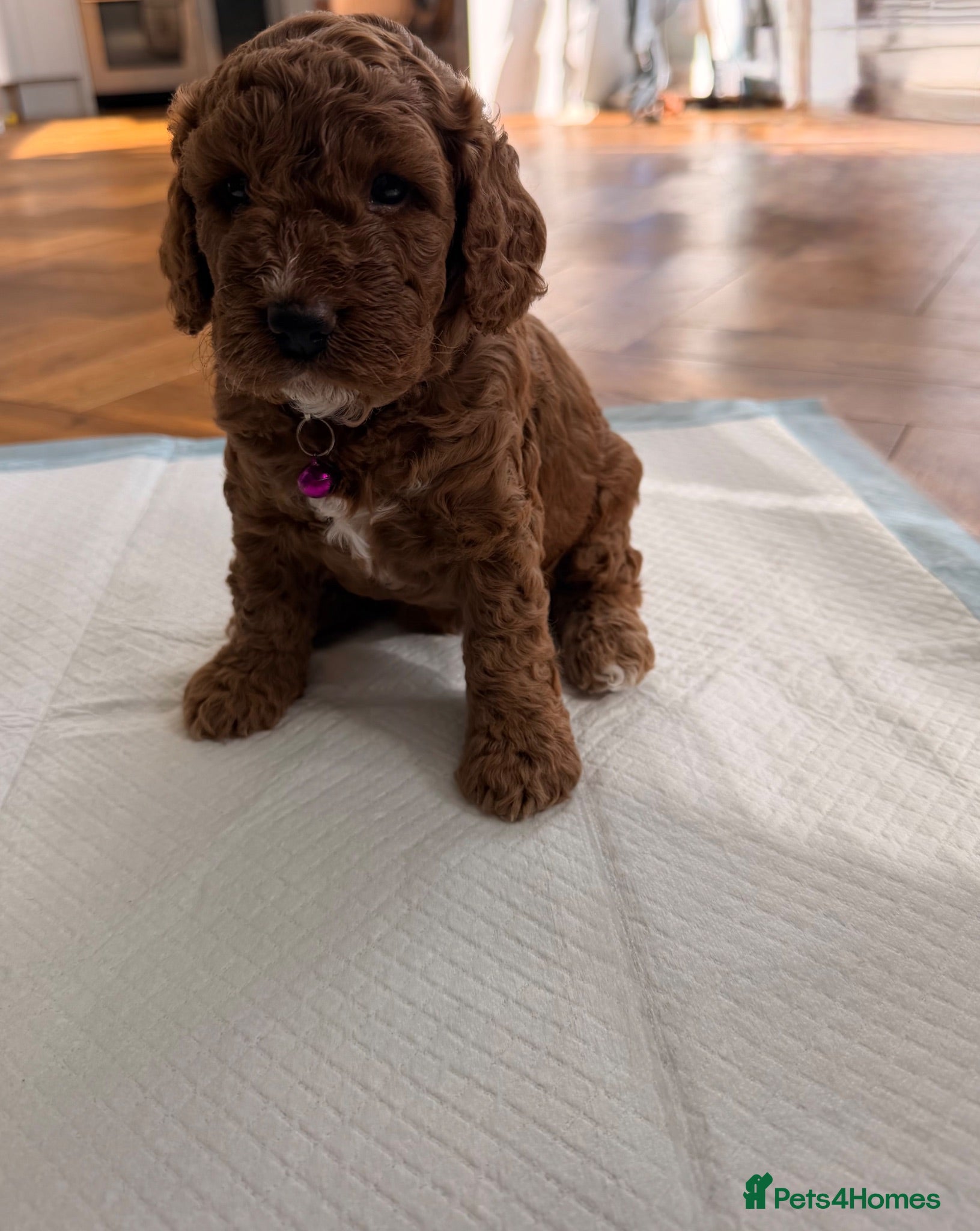Cockapoo dogs ⭐ F1b Cockapoo Puppies – 1 Girl Available 1 LEFT  - Advert 2