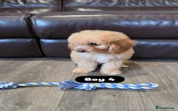 Cockapoo dogs for sale: Adorable Cockapoo pups 🦴🐾 - Image 25