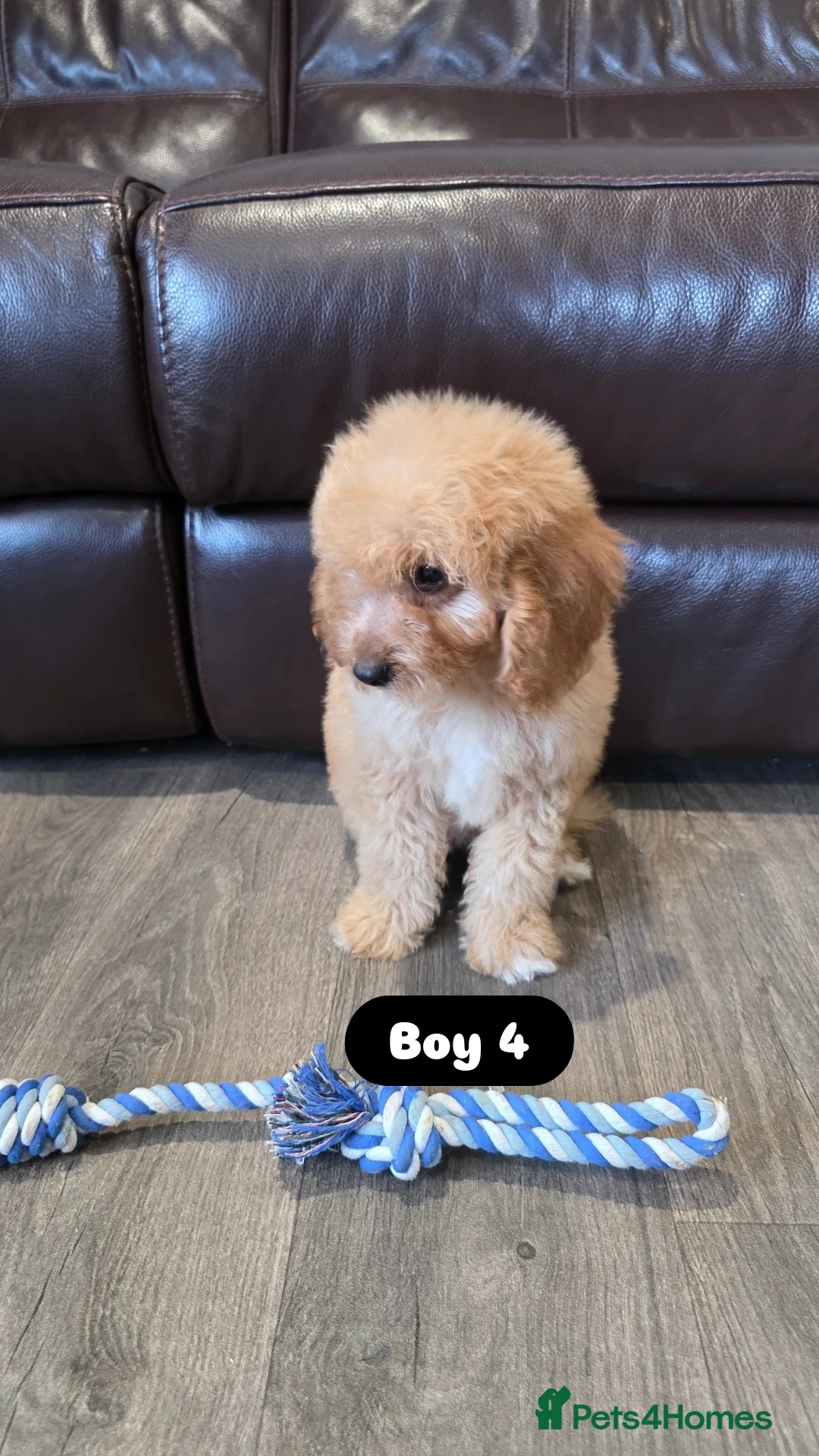 Cockapoo dogs for sale: Adorable Cockapoo pups 🦴🐾 - Image 25