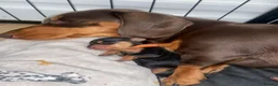 Miniature Dachshund dogs for sale: 3 beautiful girls  - Advert 32