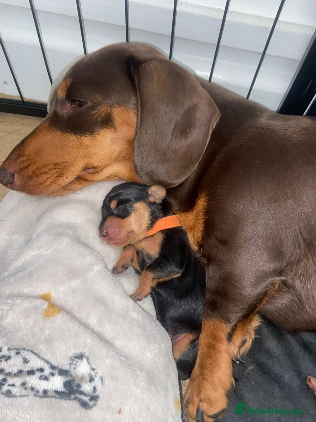 Miniature Dachshund dogs for sale: 3 beautiful girls  - Advert 32