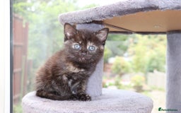 Mixed Breed cats for sale: Adorable Kittens Ready SOON - Image 16