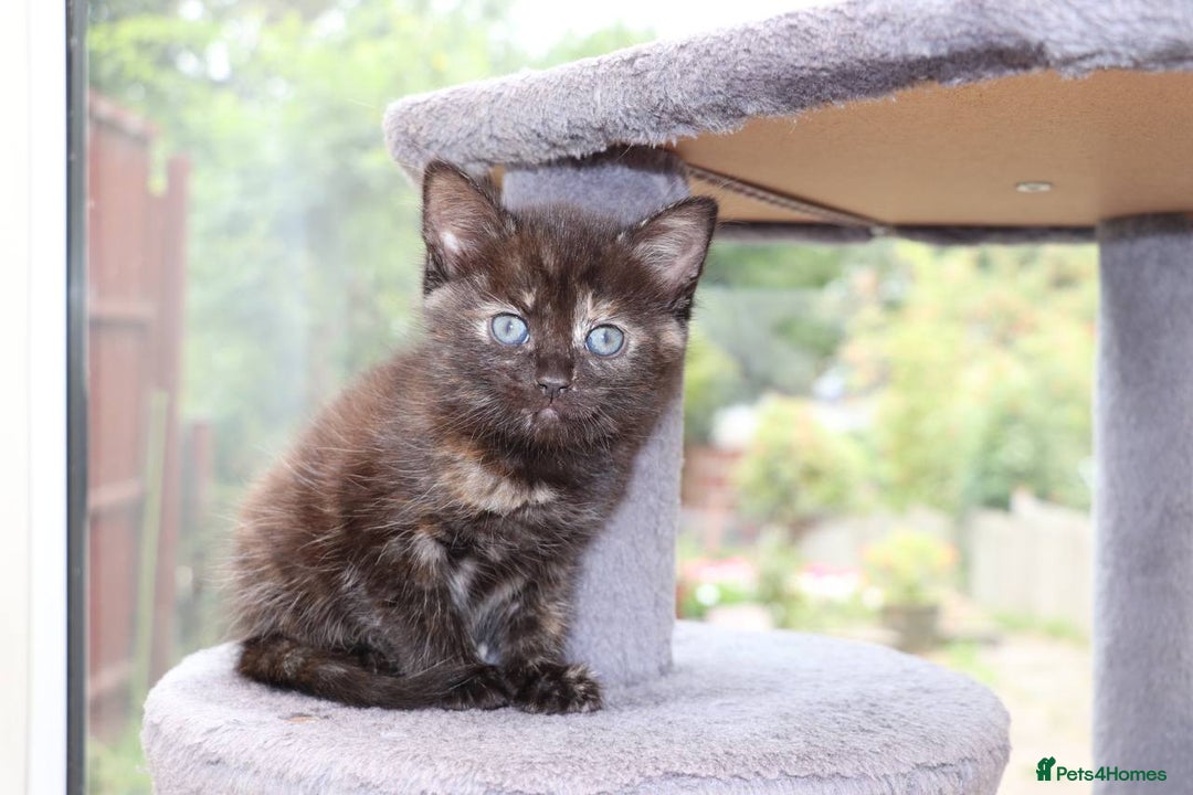 Mixed Breed cats for sale: Adorable Kittens Ready SOON - Image 16