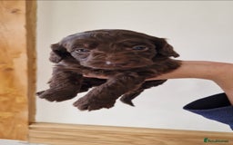 Cockapoo dogs for sale: F1 show type miniature cockapoo  - Image 16