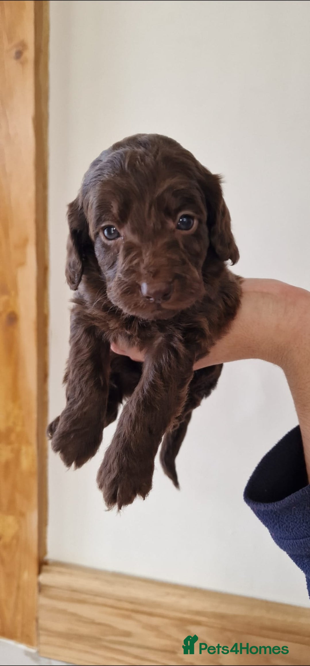Cockapoo dogs for sale: F1 show type miniature cockapoo  - Image 16