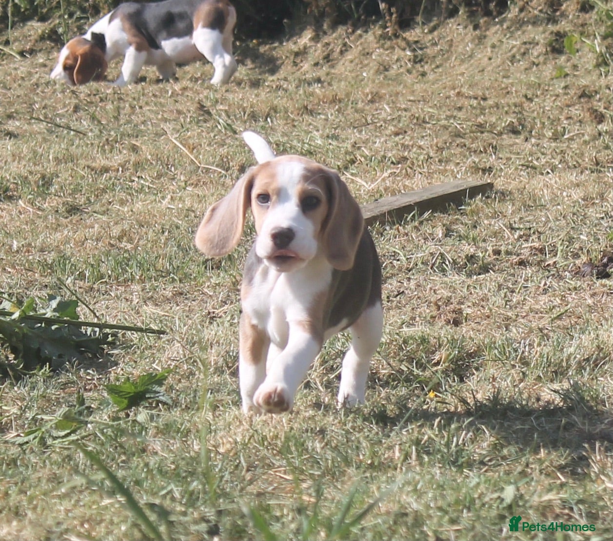 Beagle dogs READY NOW STUNNING KENNEL CLUB REG BEAGLE PUPPIES - Advert 1