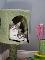 Mixed Breed cats in Rainham - Advert 3