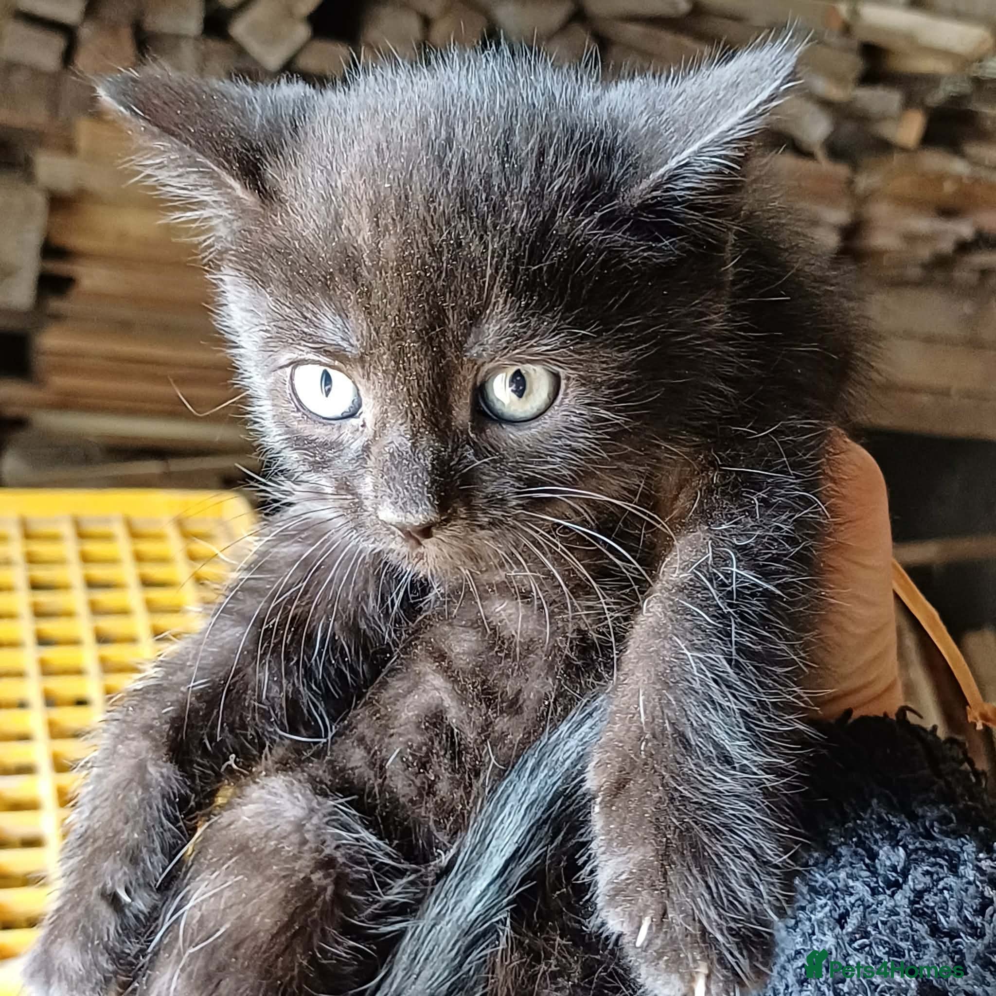 Domestic Shorthair cats Beautiful Kittens for sale - Advert 19