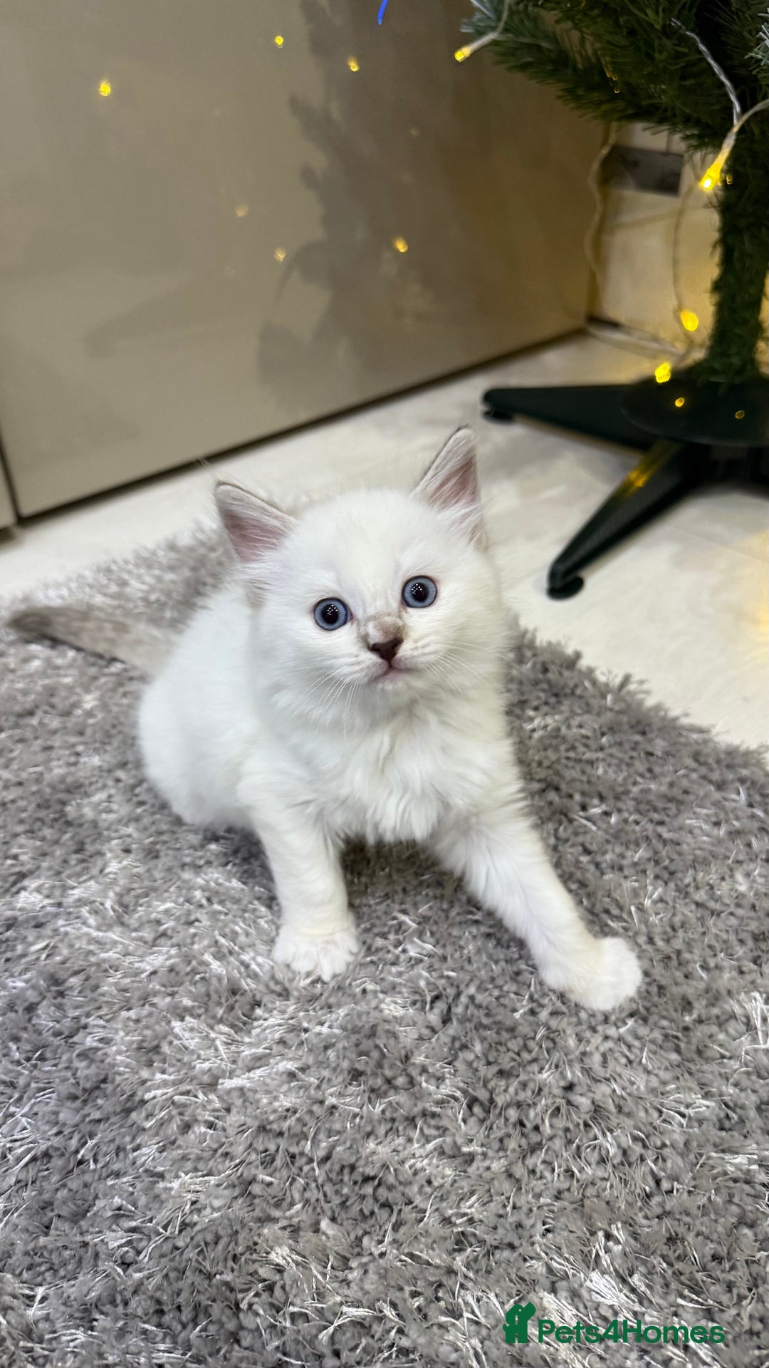 Ragdoll cats for sale: Beautiful Ragdoll Kittens for Sale – 2Boys&2Girls - Advert 8