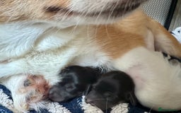 Mixed Breed dogs for sale: Beautiful F1 Dorgi Puppies! - Image 5