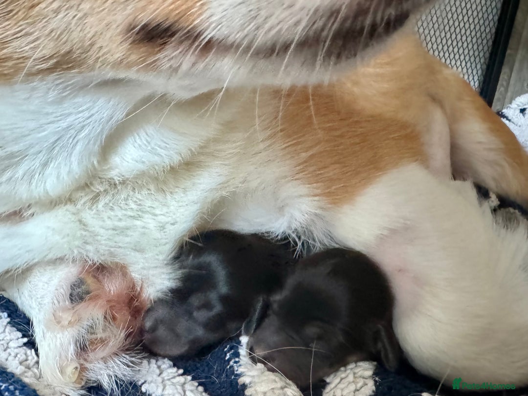 Mixed Breed dogs for sale: Beautiful F1 Dorgi Puppies! - Image 5