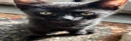 Mixed Breed cats for sale: Kittens for sale  - Advert 5