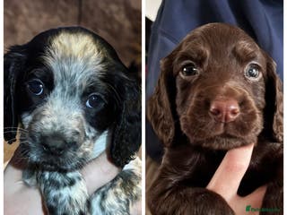 Cocker Spaniel dogs Working coker spaniel puppies - Advert 15