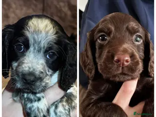 Cocker Spaniel dogs Working coker spaniel puppies - Advert 7