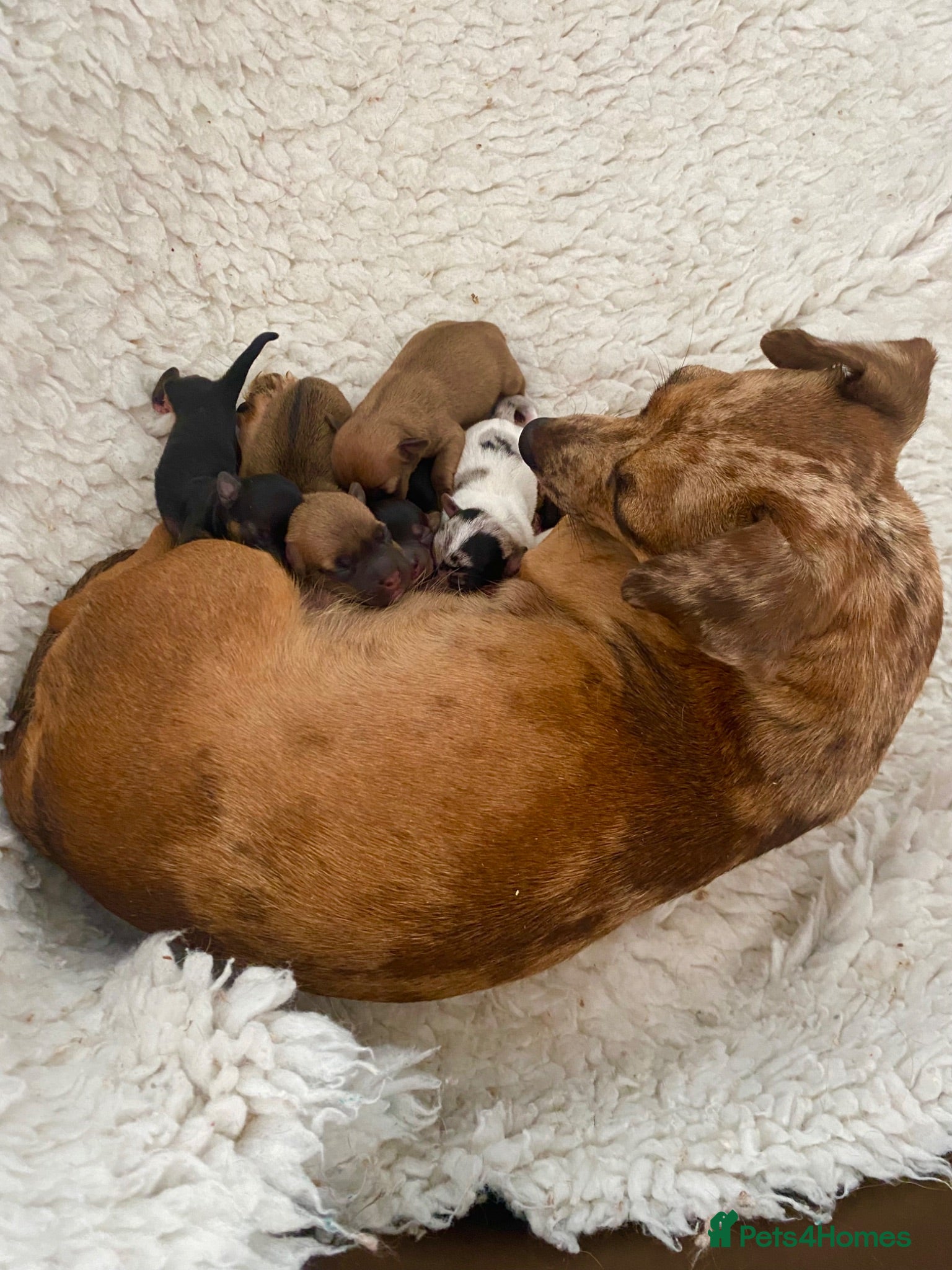 Jack Russell dogs Much Wenlock Rare Colour Jack Russell Pups Merle - Advert 2