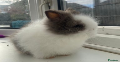 Lionhead rabbits - Advert 12