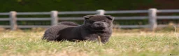 Chow Chow dogs for sale: Stunning smooth and fluffy ChowChow puppies  - Advert 9