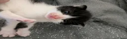 Mixed Breed cats for sale: 2 Male Kittens  - Advert 2