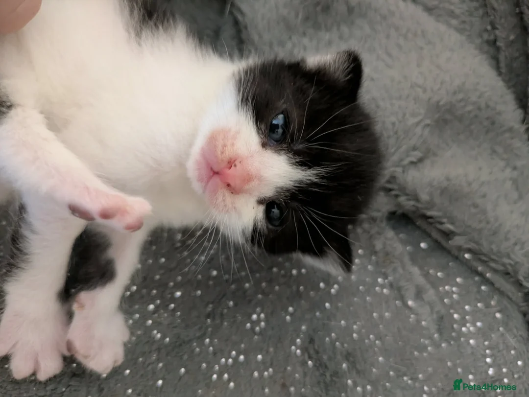 Mixed Breed cats for sale: 2 Male Kittens  - Advert 2