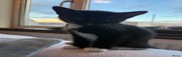 Mixed Breed cats for sale: 🐾 Clean, Healthy Bombay x Turkish Van Kittens - Advert 17