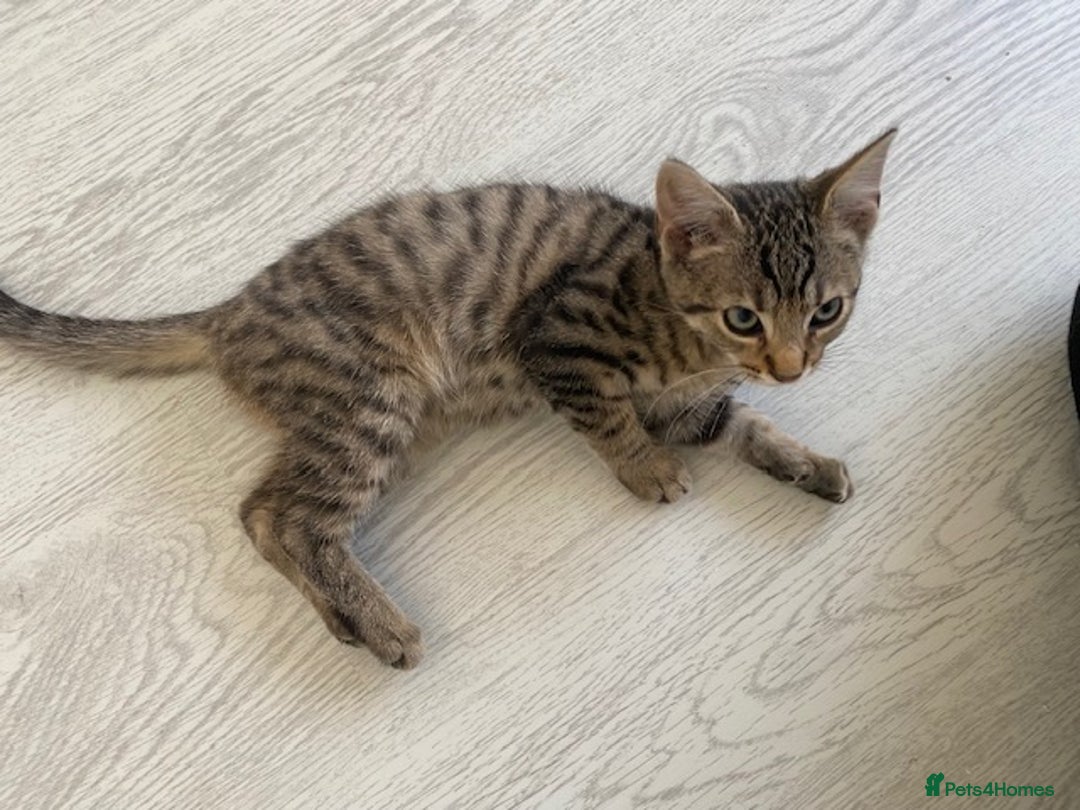 Bengal cats for sale: Beautiful male Bengal-BSH cross kitten - Image 3