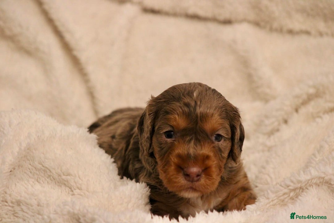 Cockapoo dogs for sale: Cockapoo puppies  - Advert 2