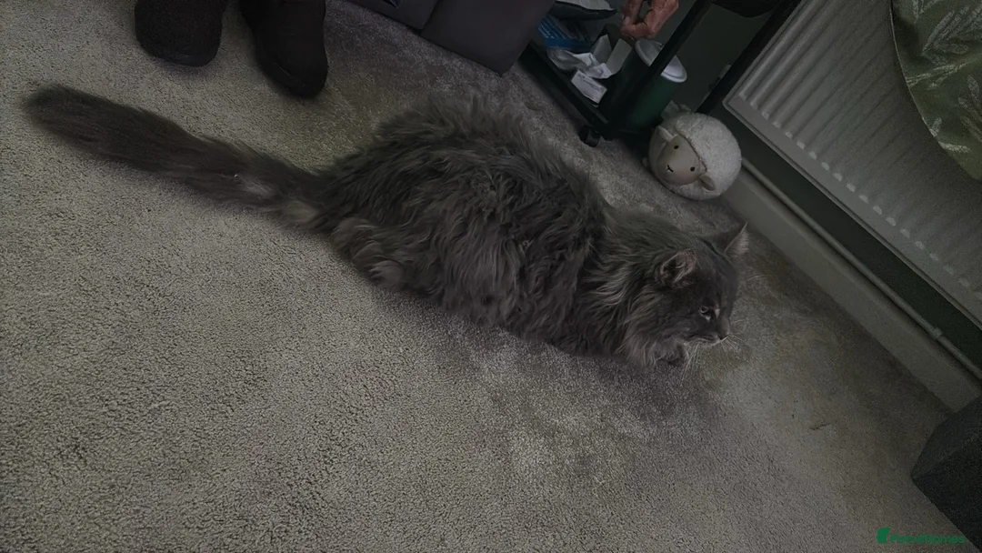 Maine Coon cats for stud: Maine coon for stud  - Advert 6