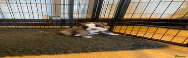 Boxer Puppy 3