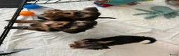 Yorkshire Terrier dogs for sale:  Yorkshire Terrier Puppies  - Advert 8