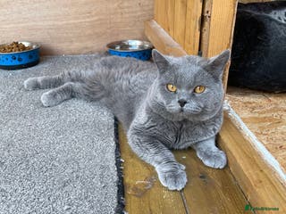 British Shorthair cats British Shorhair Blue male for stud in Manchester - Advert 15
