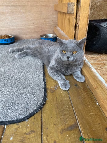 British Shorthair cats British Shorhair Blue male for stud in Manchester - Advert 1