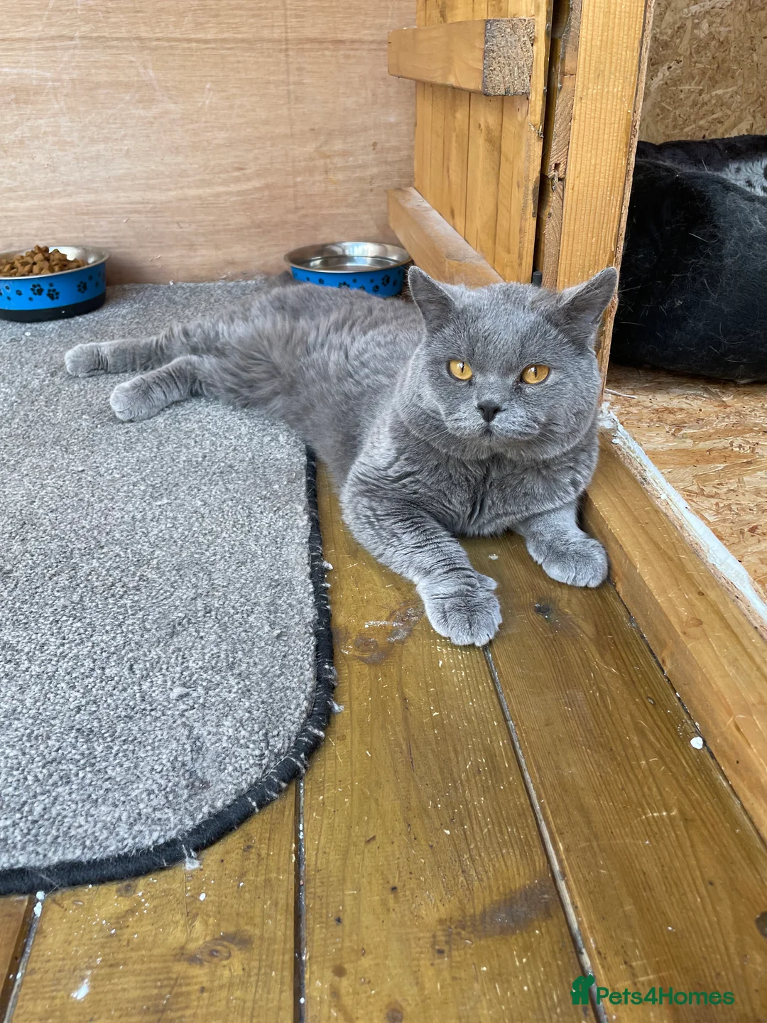 British Shorthair cats for stud: British Shorhair Blue male for stud in Manchester - Advert 1