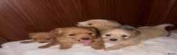 Mixed Breed dogs for sale: Puppies  - Advert 12
