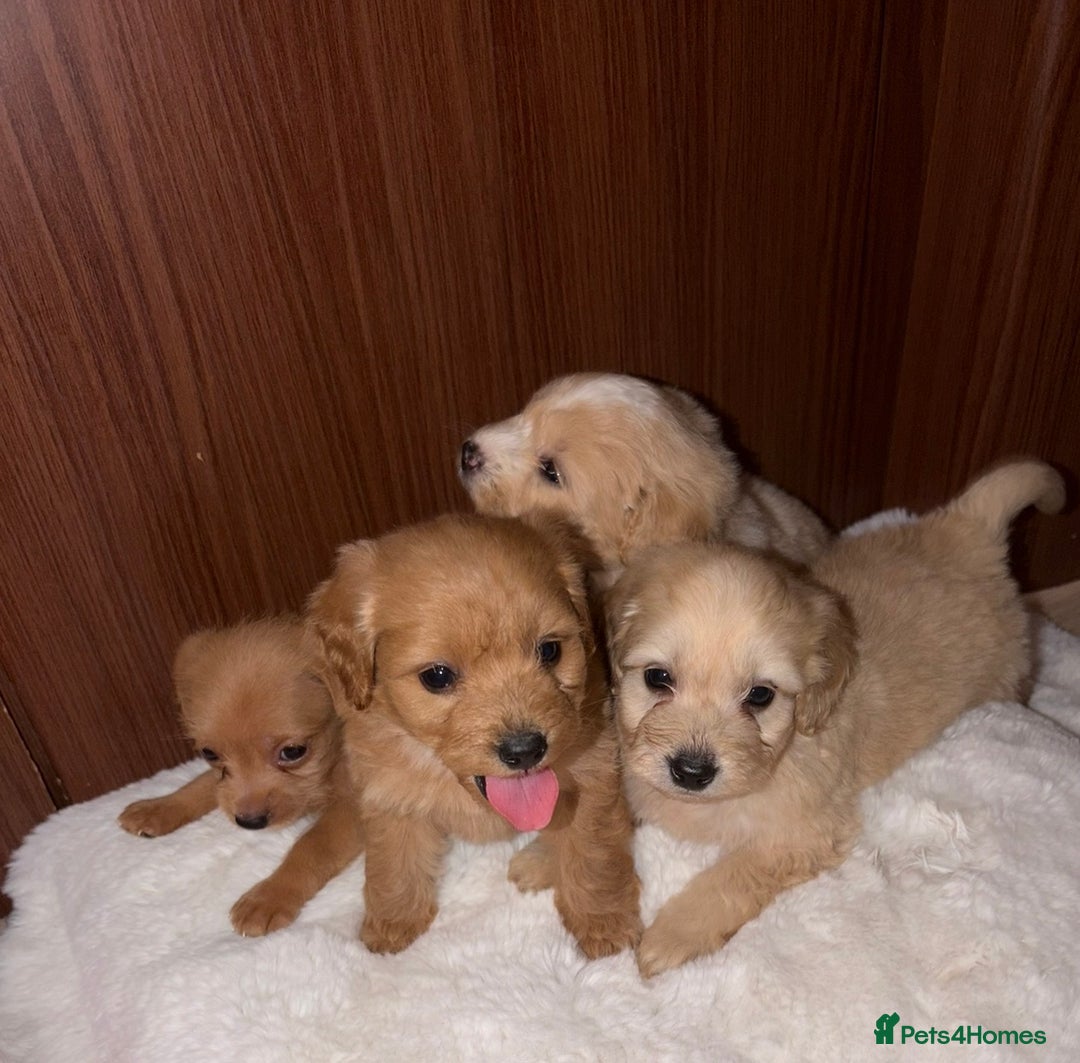 Mixed Breed dogs for sale: Puppies  - Advert 12