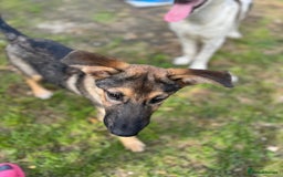 Mixed Breed dogs for adoption: BIBY, a Lovely young girl - for a Loving Home - Advert 16